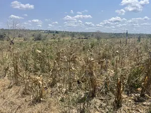 Shamba Lenye Hati Miliki Linauzwa Eka 16