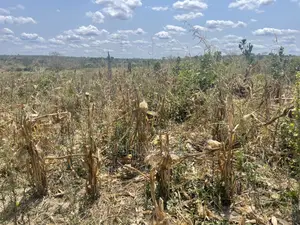 Shamba Lenye Hati Miliki Linauzwa Eka 16