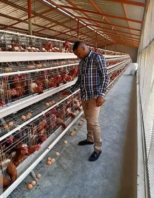 128 Chicken Cage