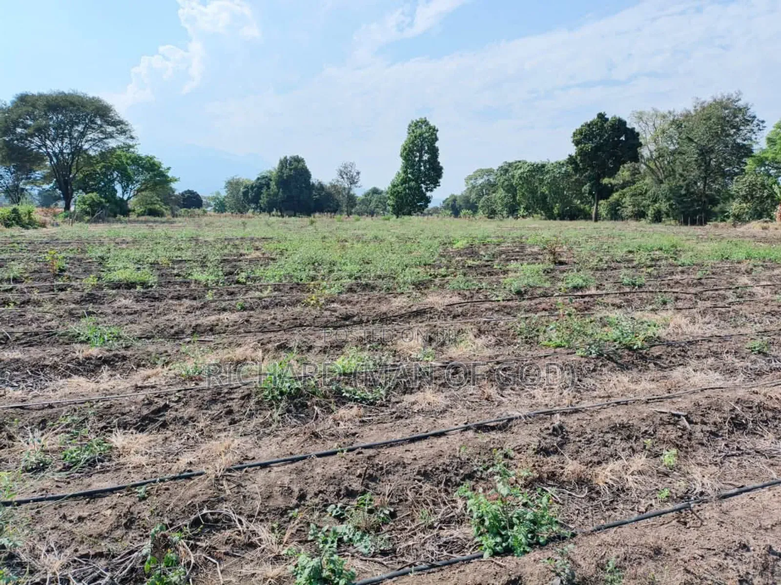 61 Hectare Farm for Sale in Usa River