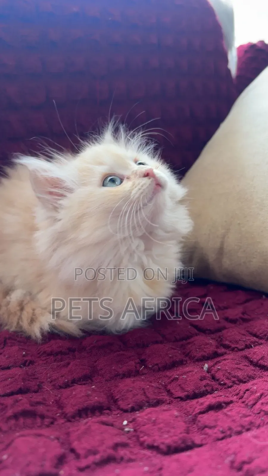 1-3 months Female Purebred Persian