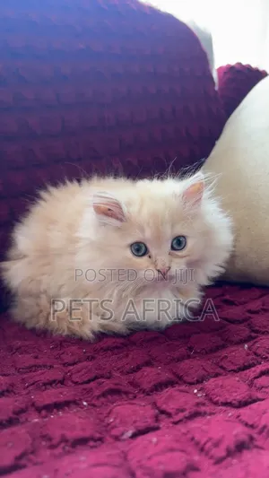 1-3 months Female Purebred Persian