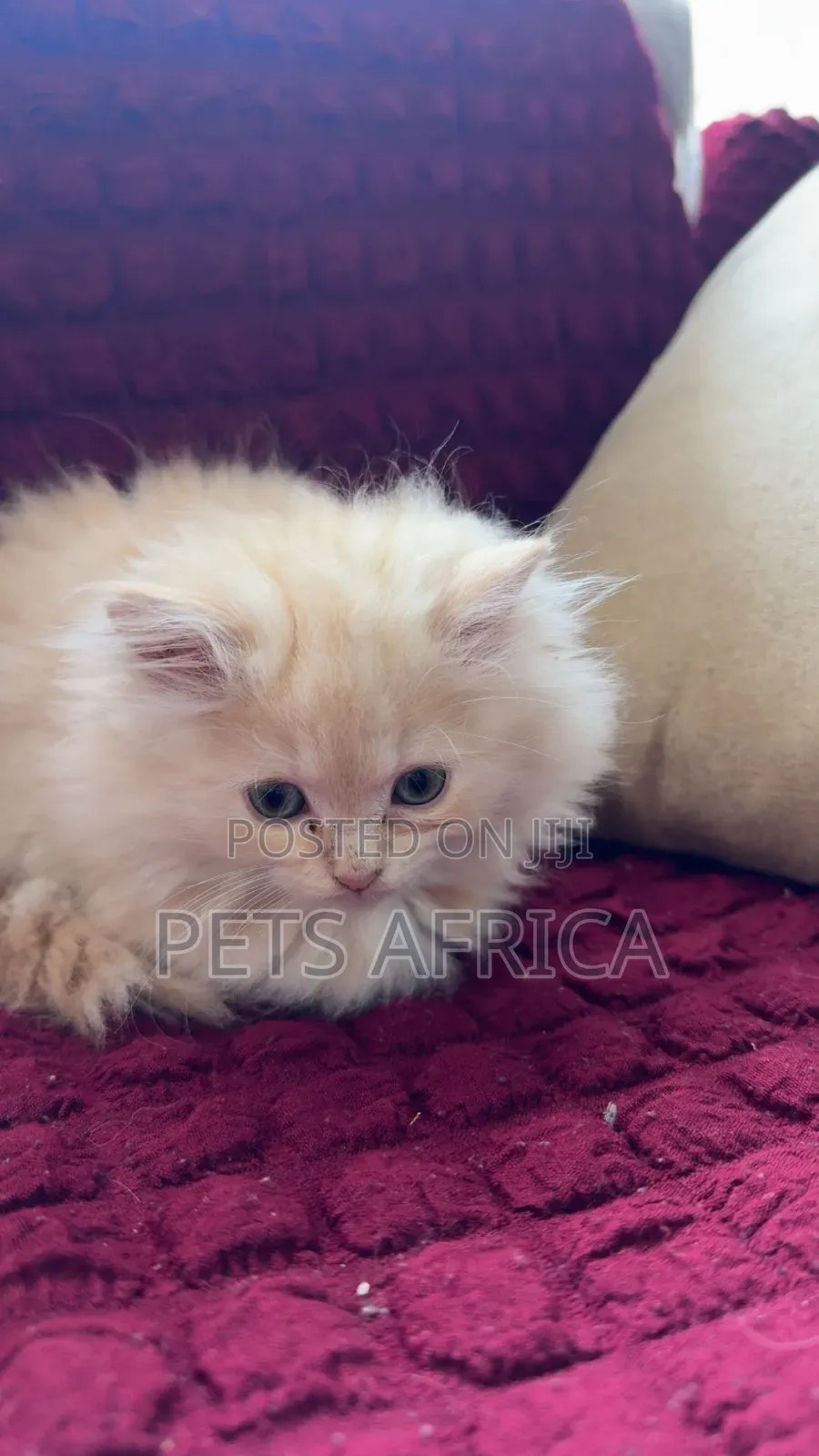 1-3 months Female Purebred Persian