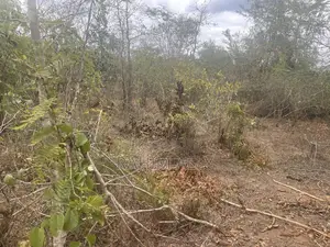 Shamba La Kulima Nanasi Linauzwa Mbwewe