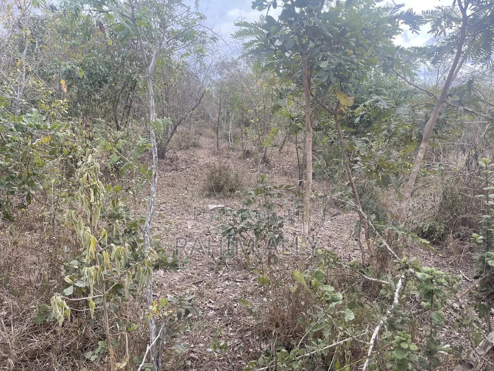 Shamba La Kulima Nanasi Linauzwa Mbwewe