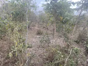 Shamba La Kulima Nanasi Linauzwa Mbwewe