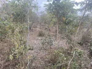 Shamba La Kulima Nanasi Linauzwa Mbwewe