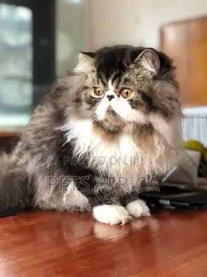3-6 months Male Purebred Persian