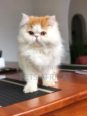 3-6 months Male Purebred Persian