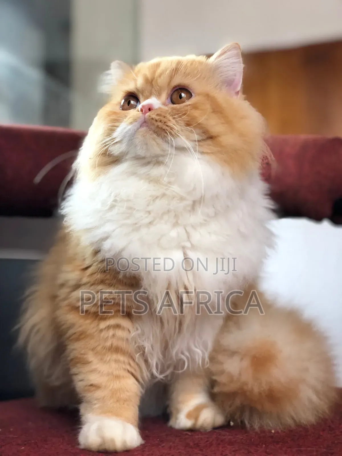 3-6 months Male Purebred Persian