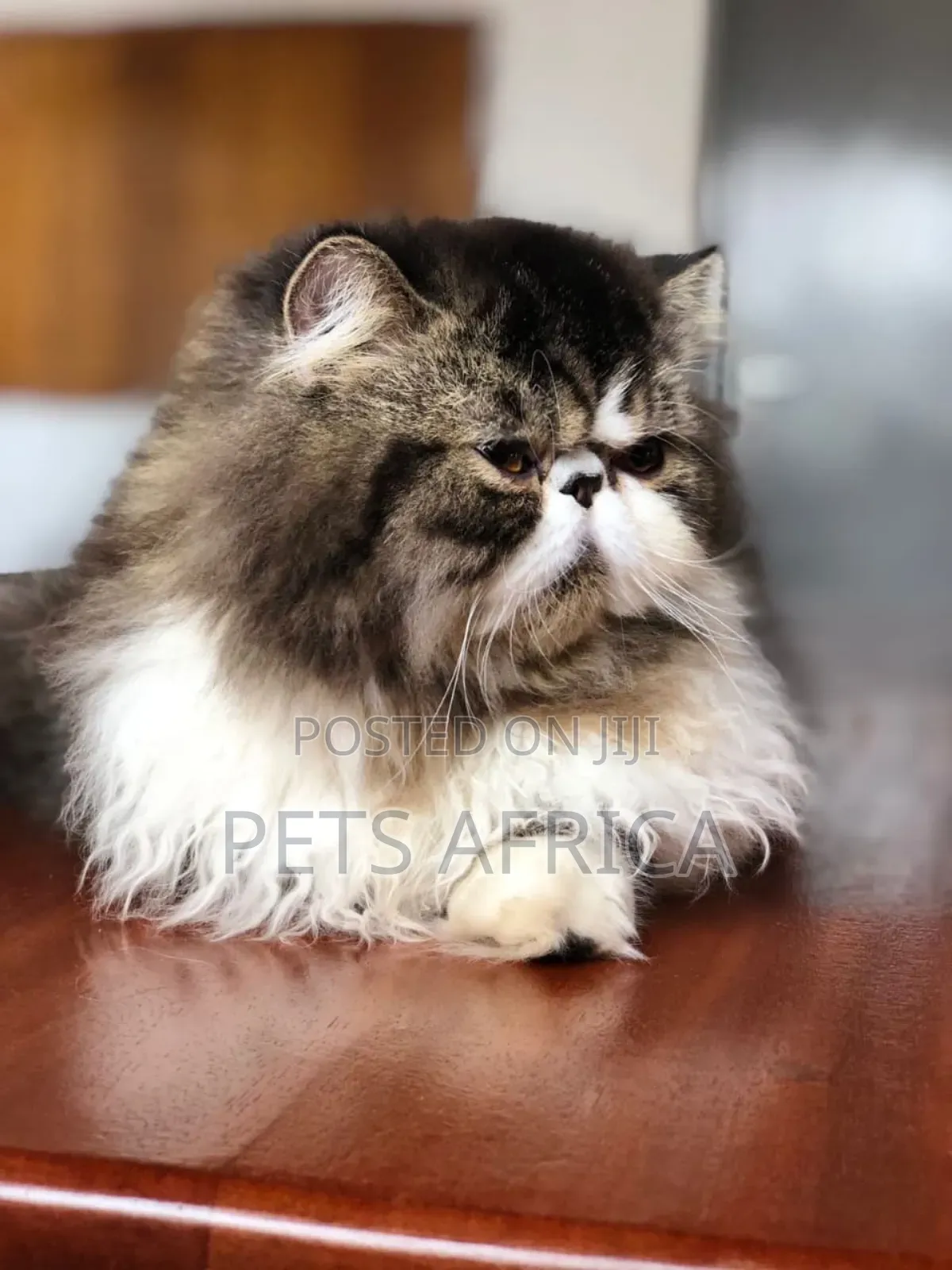 3-6 months Male Purebred Persian