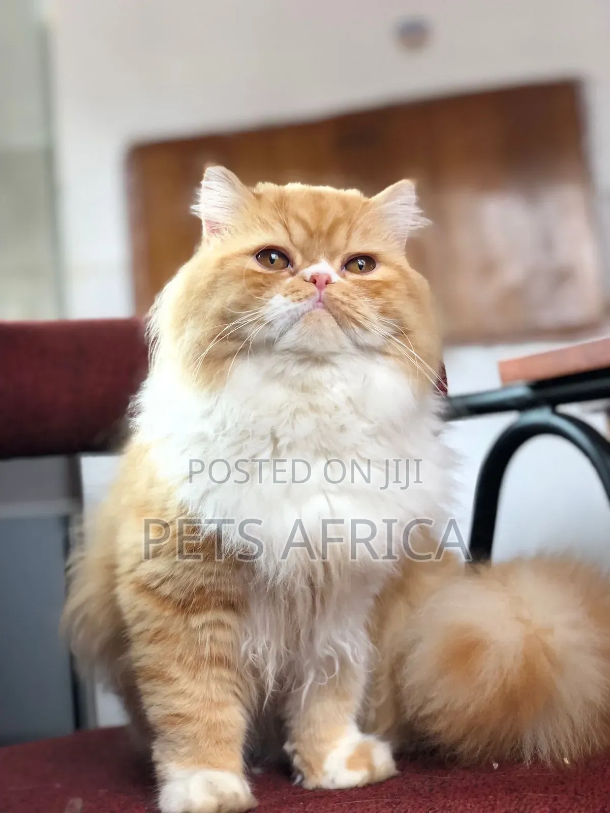 3-6 months Male Purebred Persian