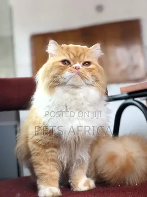 3-6 months Male Purebred Persian
