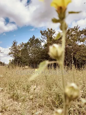 Shamba Hekari 1 Linauzwa Gomba Estate