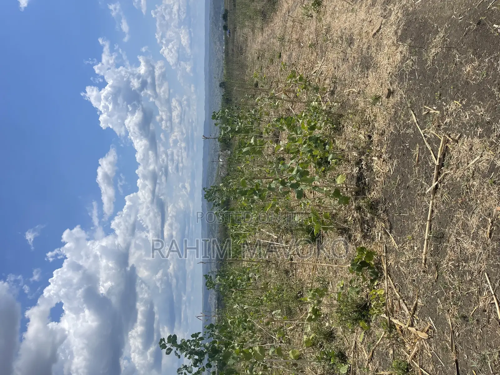 Shamba Linauzwa