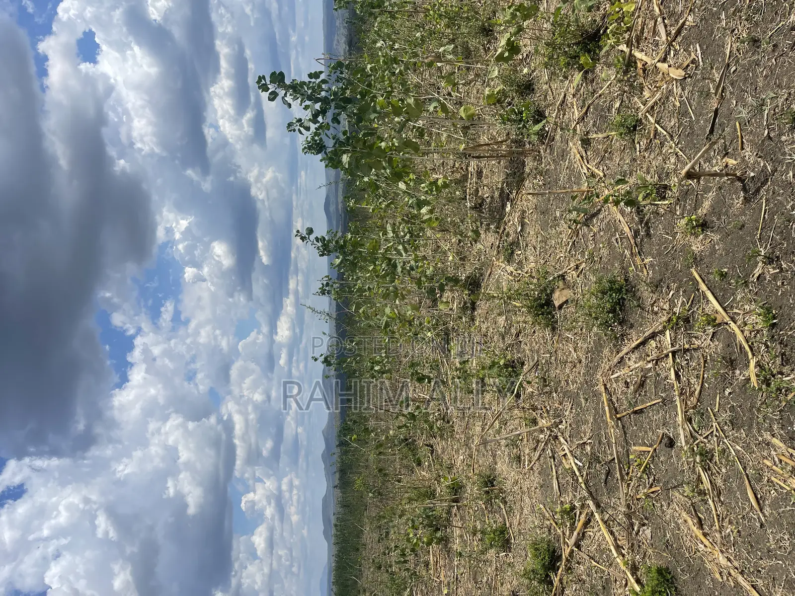 Shamba Linauzwa