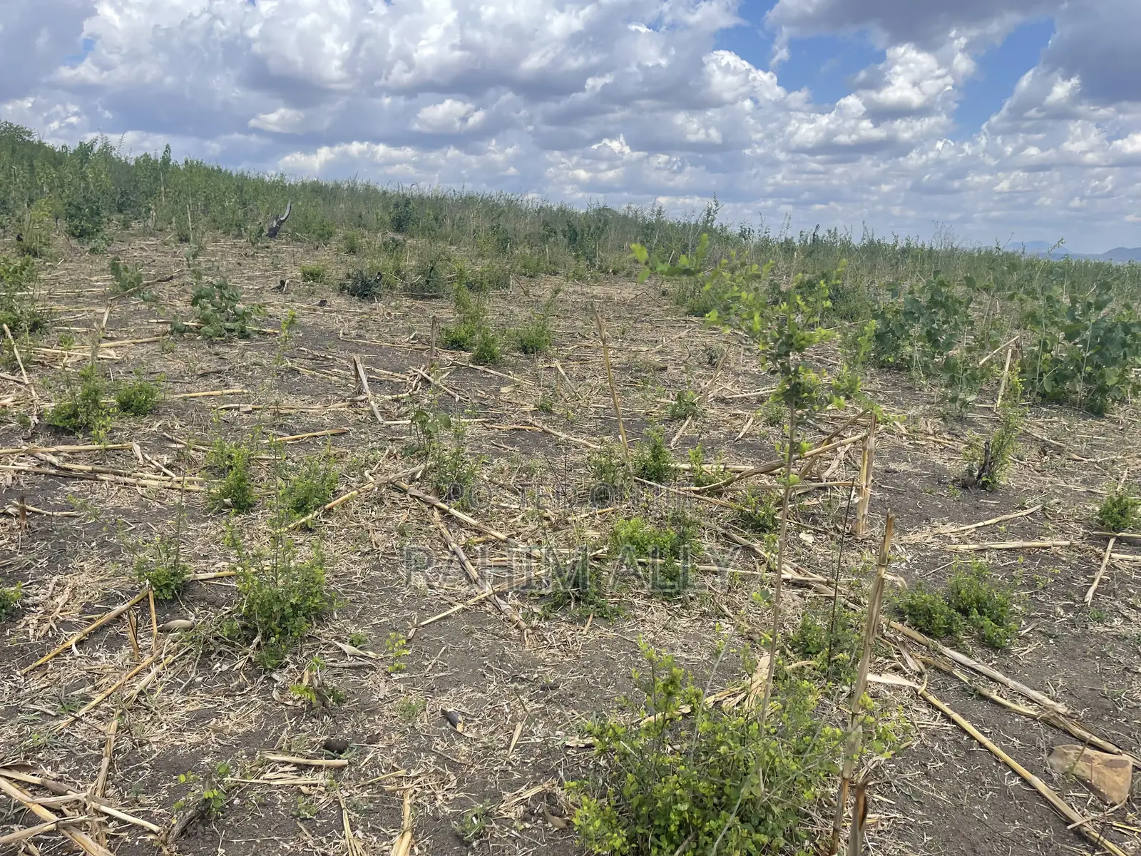 Shamba Linauzwa