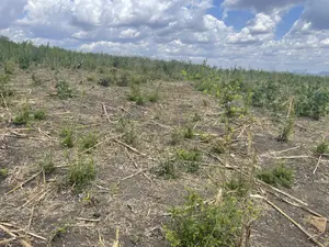 Shamba Linauzwa