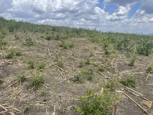 Shamba Linauzwa