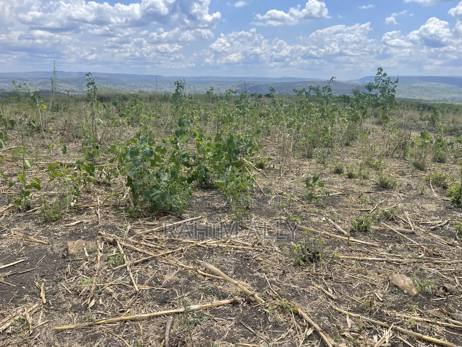 Shamba Linauzwa