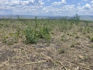 Shamba Linauzwa