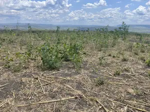 Shamba Linauzwa