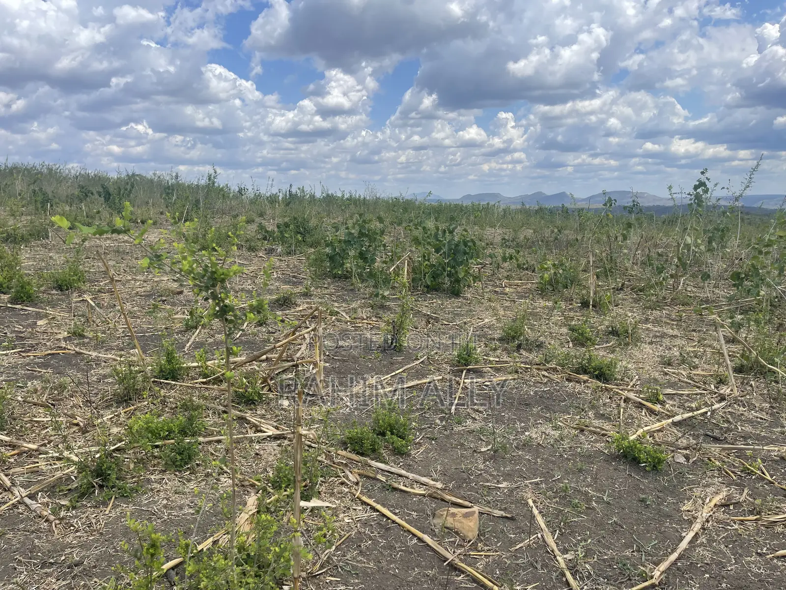 Shamba Linauzwa