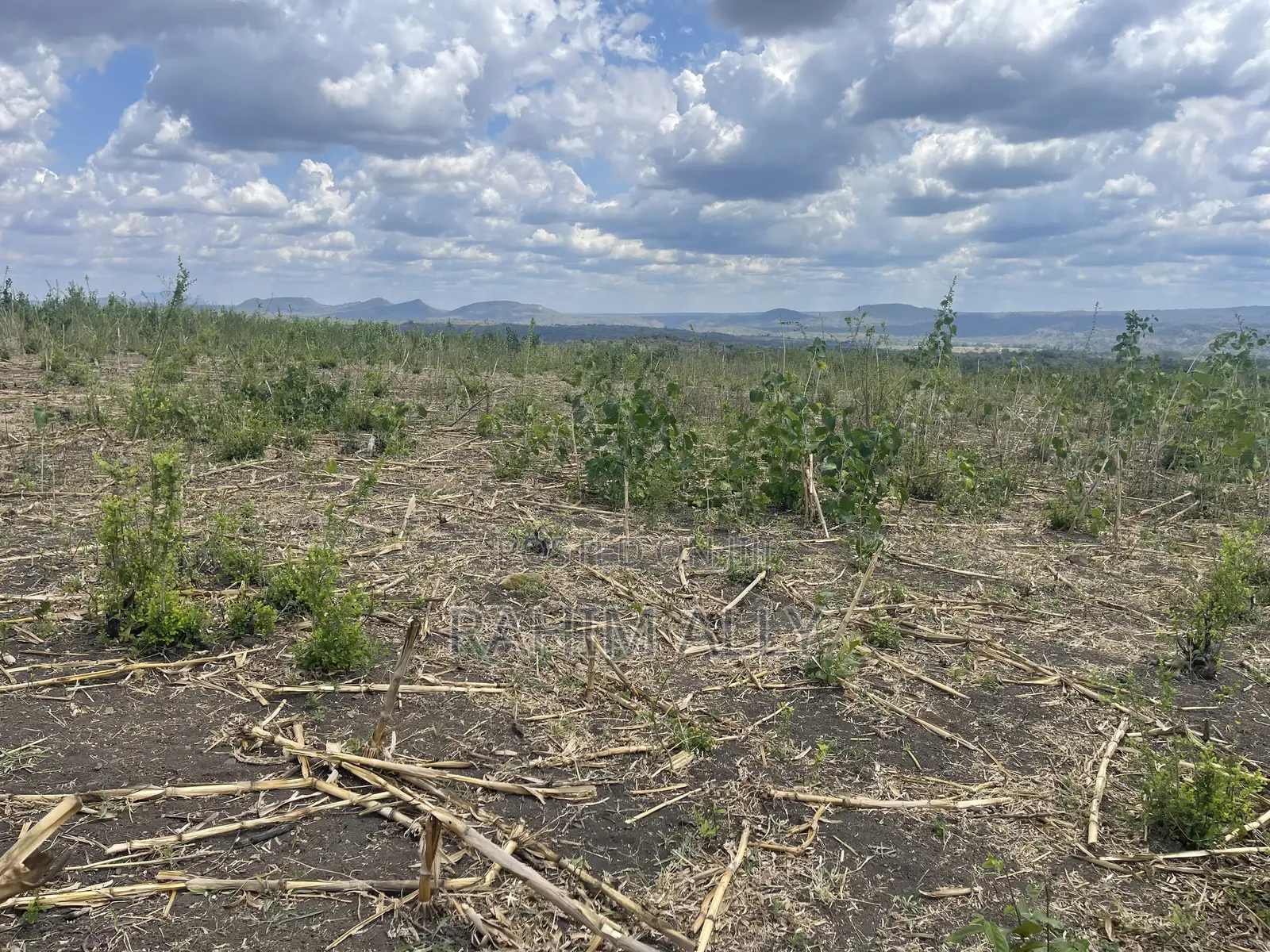 Shamba Linauzwa