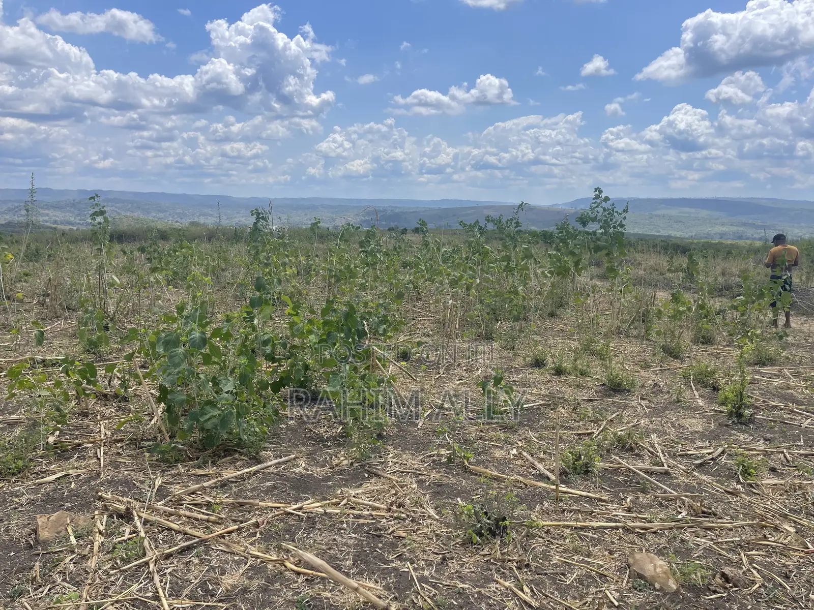 Shamba Linauzwa