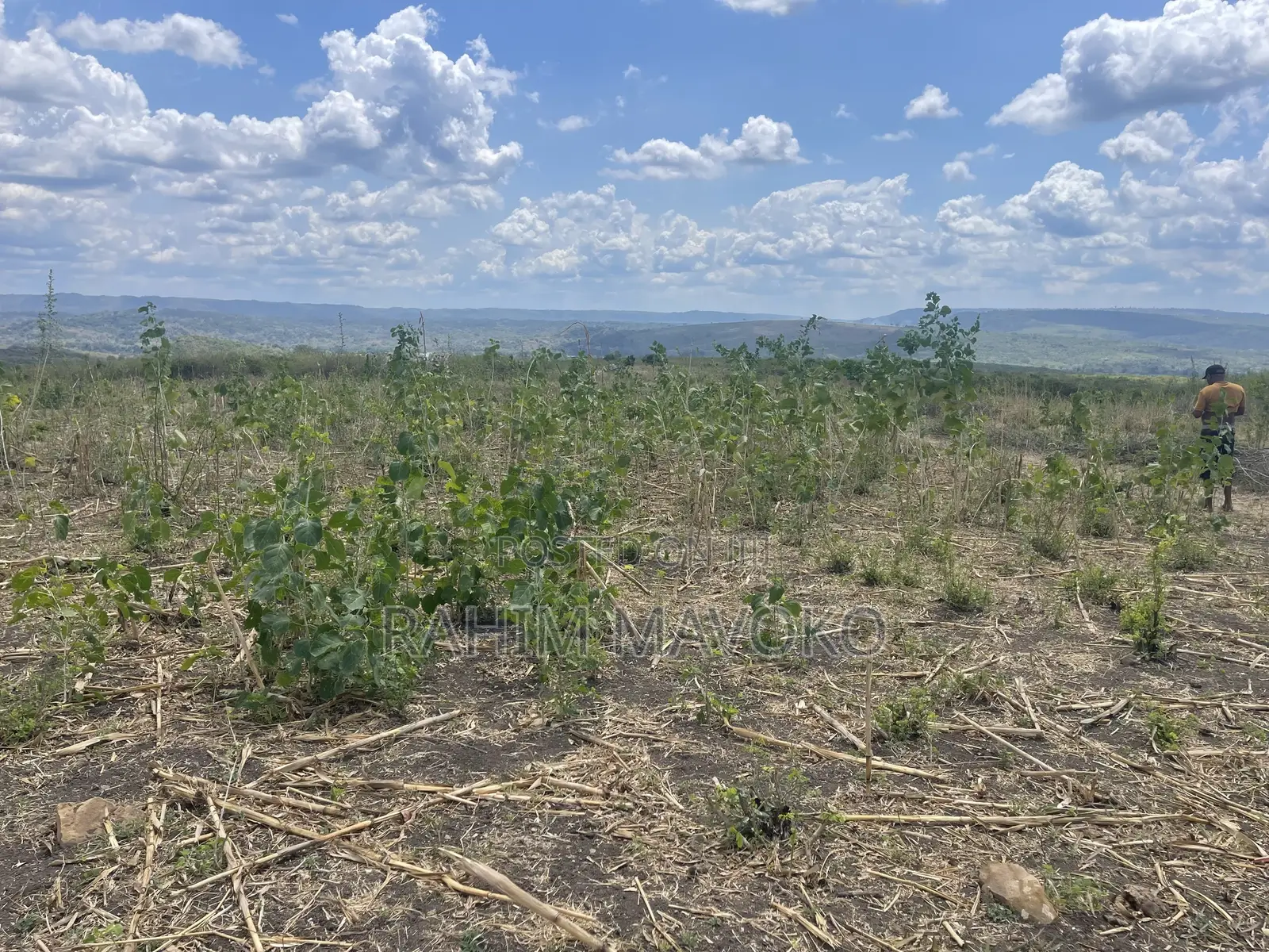 Shamba Linauzwa