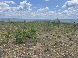 Shamba Linauzwa