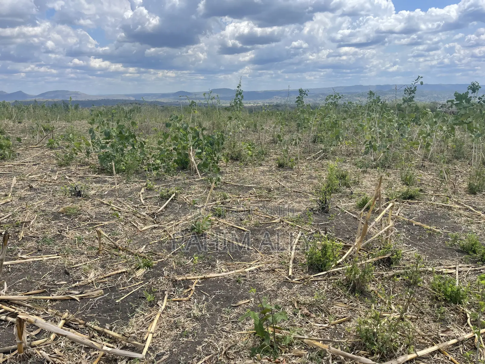 Shamba Linauzwa