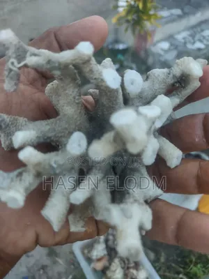 Corals Decoration for Aquarium and Home
