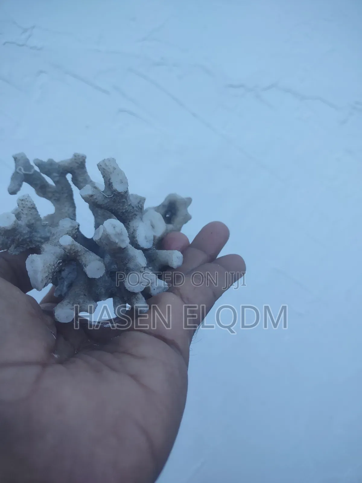 Corals Decoration for Aquarium and Home