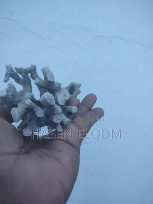 Corals Decoration for Aquarium and Home