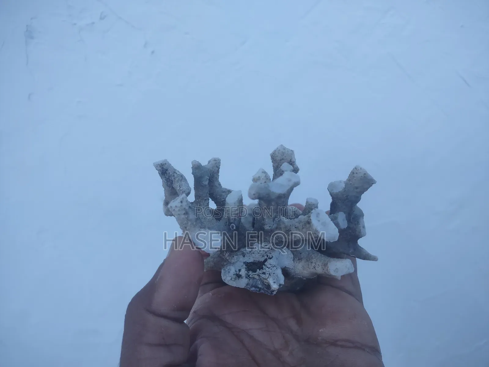 Corals Decoration for Aquarium and Home
