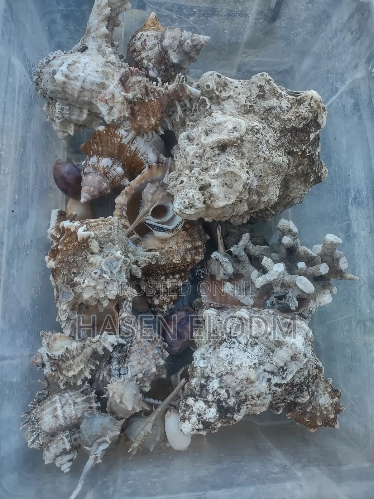 Corals Decoration for Aquarium and Home