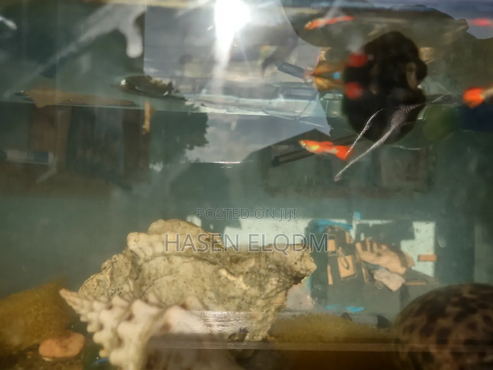 Rainbow Dumbo Guppy