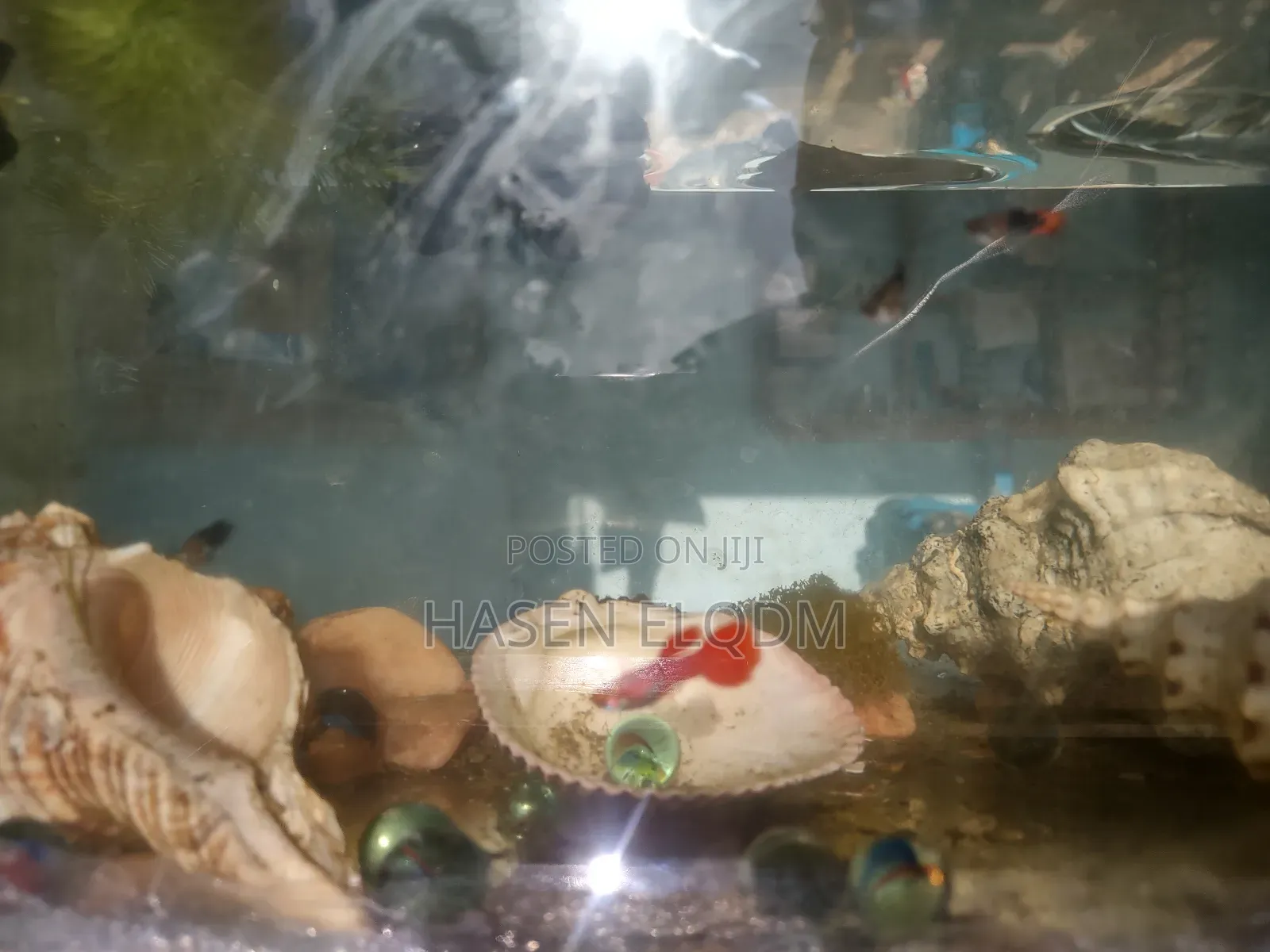 Rainbow Dumbo Guppy