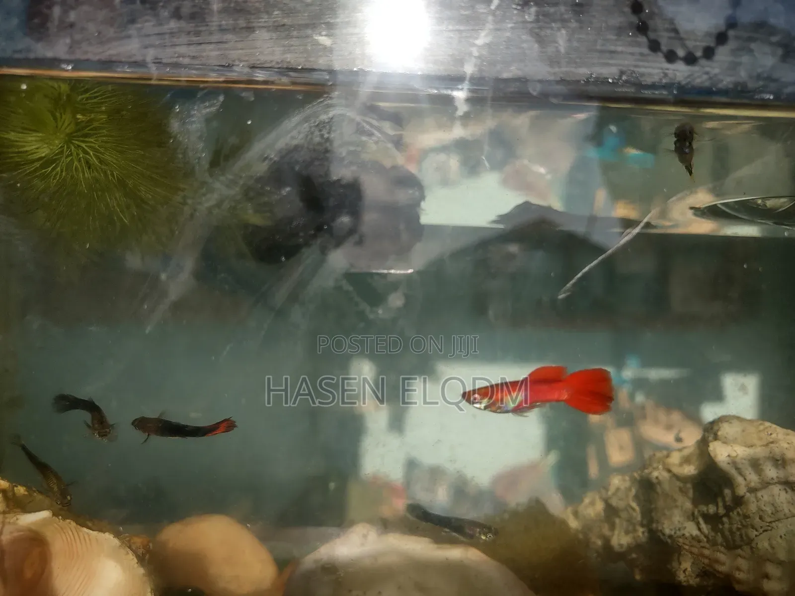 Rainbow Dumbo Guppy