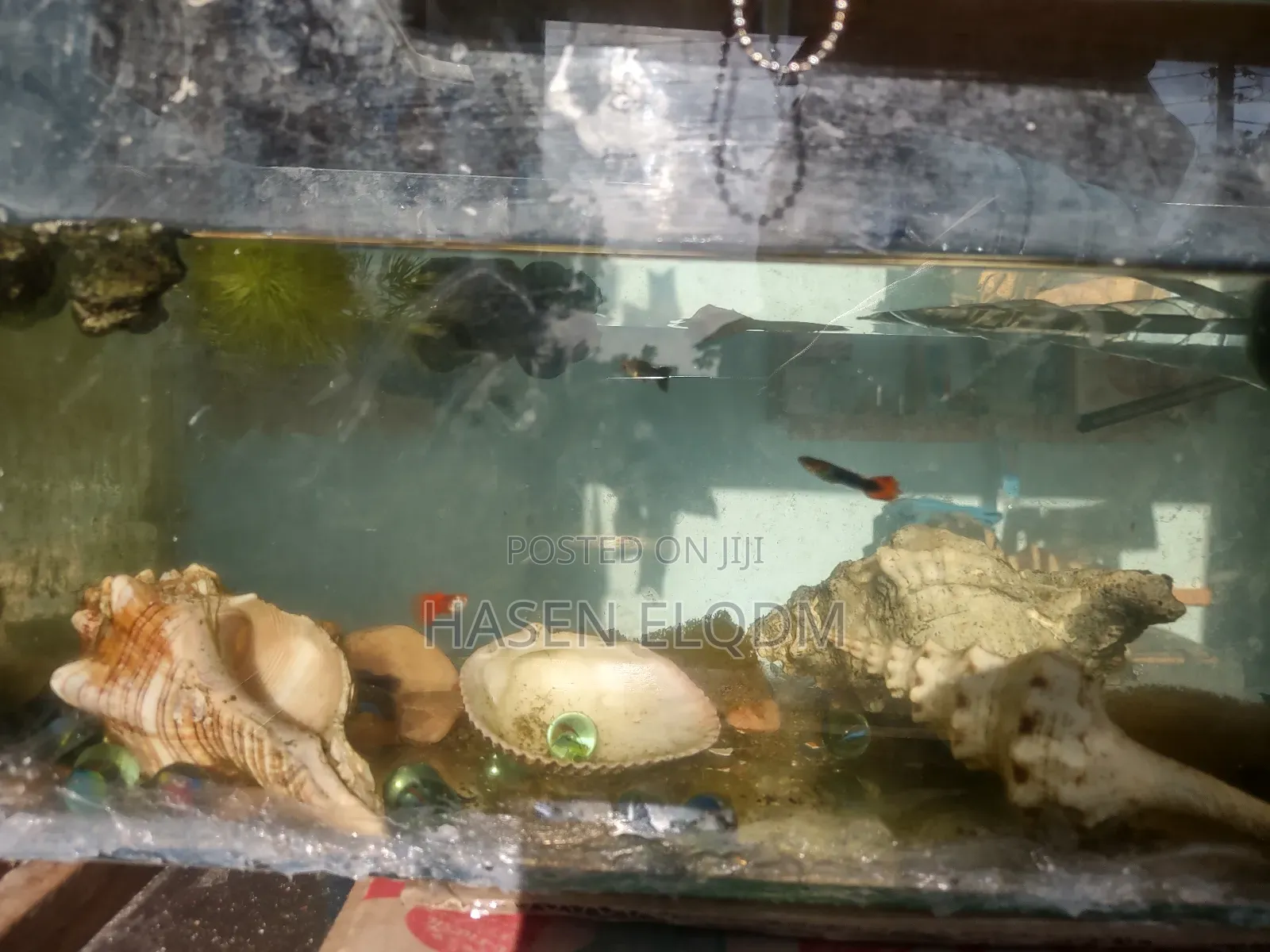 Rainbow Dumbo Guppy