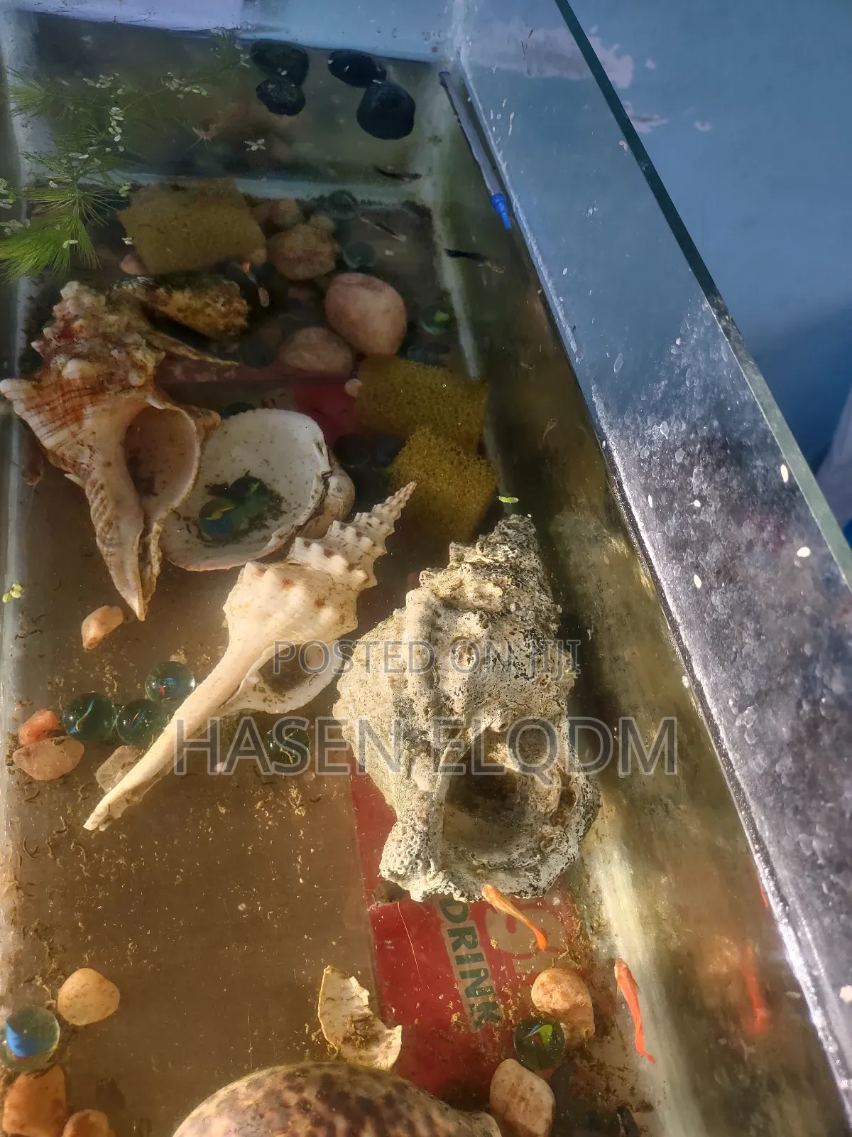 Rainbow Dumbo Guppy