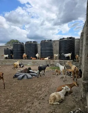 Shamba Linauzwa Bagamoyo Mwavi
