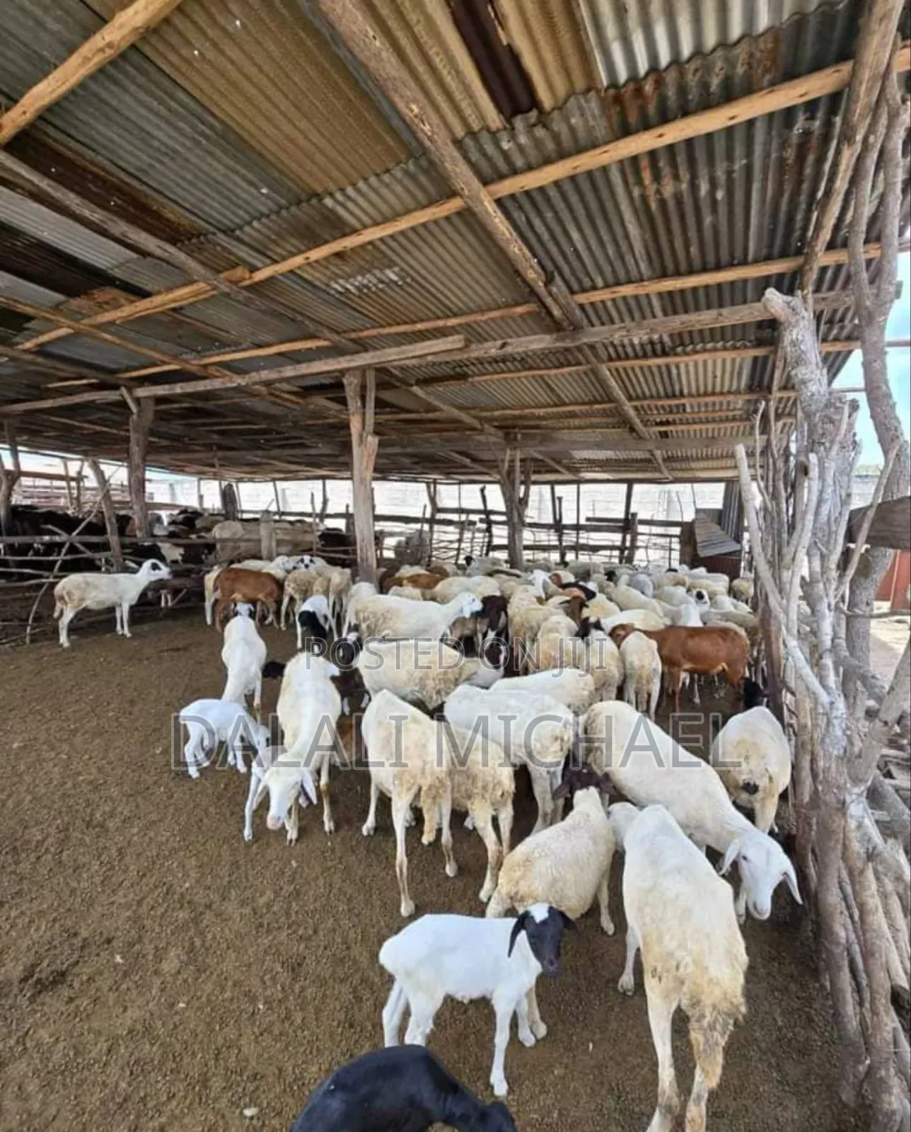 Shamba Linauzwa Bagamoyo Mwavi
