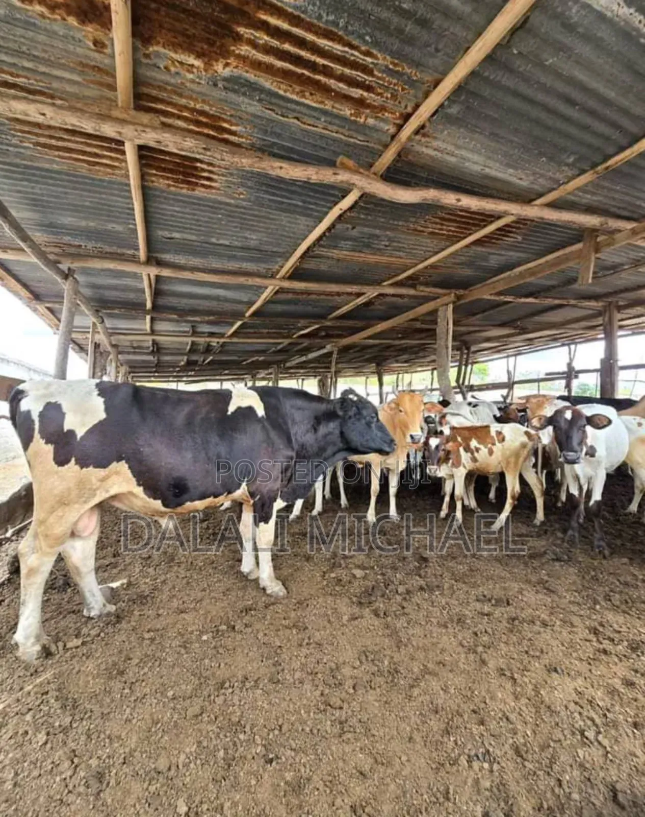 Shamba Linauzwa Bagamoyo Mwavi