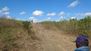 Shama La Ekari 20 Linauzwa Bagamoyo