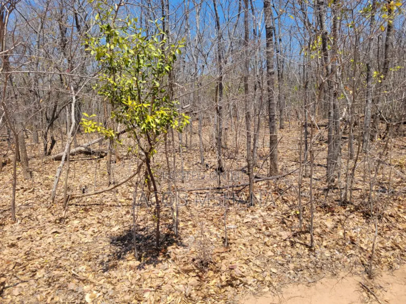 Shamba Linauzwa