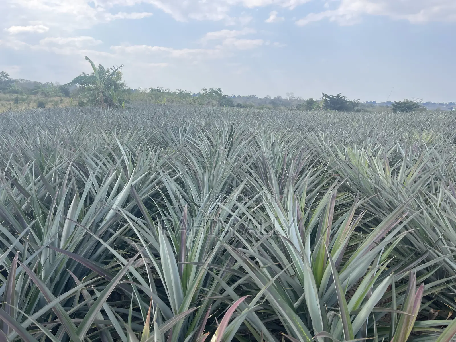 Shamba La Nanasi Linauzwa Fukasi Eka 20