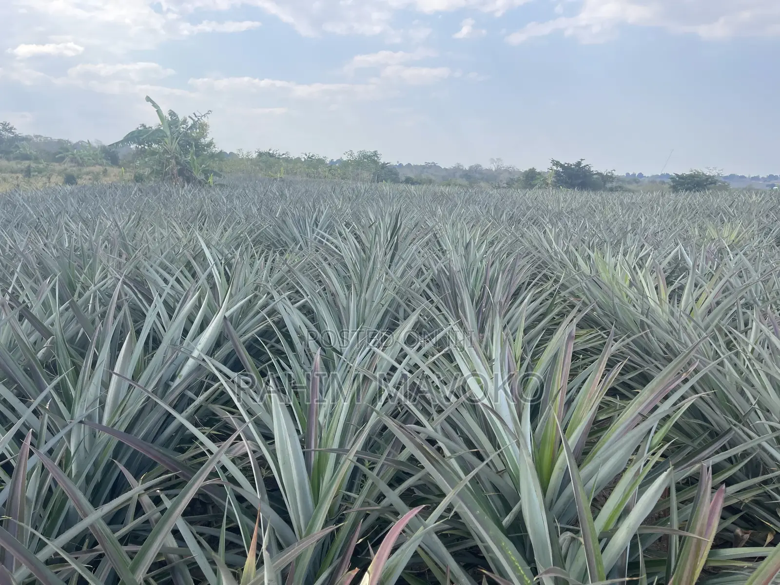 Shamba La Nanasi Linauzwa Fukasi Eka 20