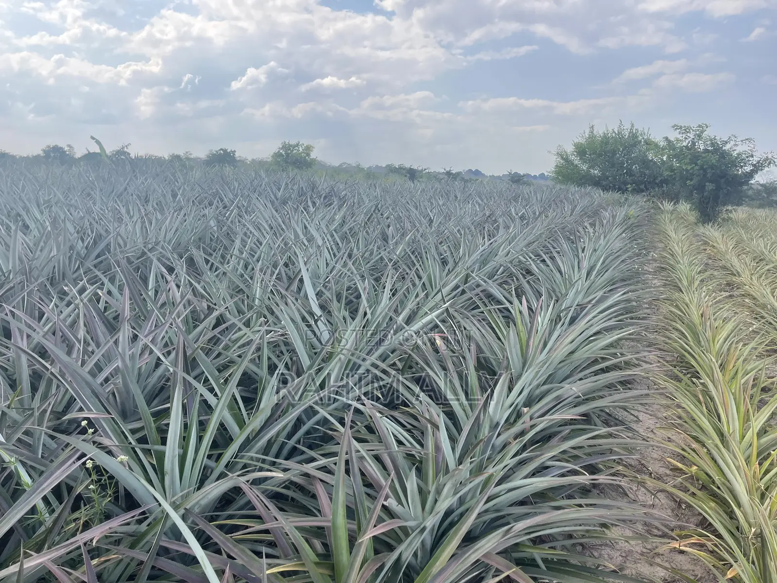 Shamba La Nanasi Linauzwa Fukasi Eka 20